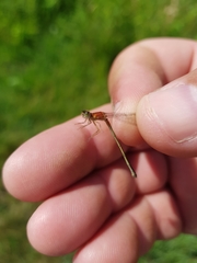 Ischnura pumilio