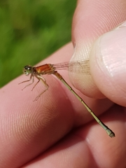 Ischnura pumilio