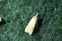 Dichomeris limosellus