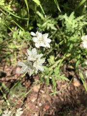 Phacelia malvifolia
