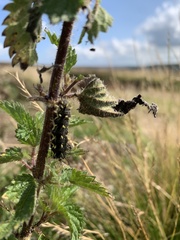 Callimorpha dominula