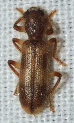 Opilo domesticus