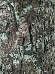 Platypleura kaempferi