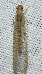 Pseudomallada venosus