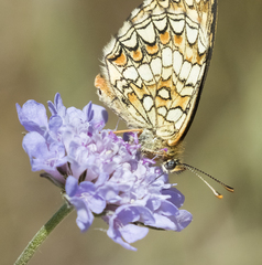 Melitaea deione