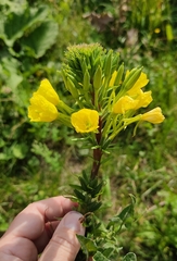 Oenothera rubricaulis