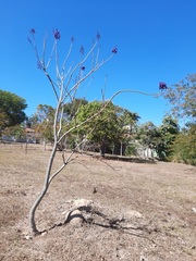 Jacaranda brasiliana