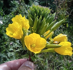 Oenothera rubricaulis