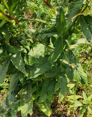 Oenothera rubricaulis