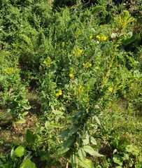 Oenothera rubricaulis