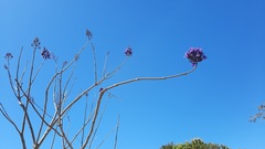 Jacaranda brasiliana