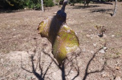 Jacaranda brasiliana