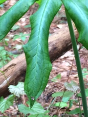 Arisaema dracontium image