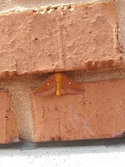 Anisota pellucida