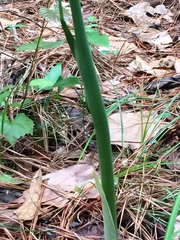 Arisaema dracontium image