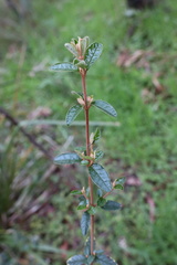 Pomaderris racemosa