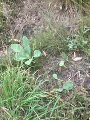 Lactuca virosa