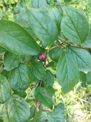 Cotoneaster lucidus