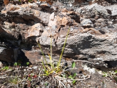 Carex atrata