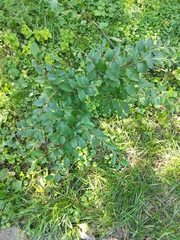Cotoneaster lucidus