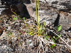 Carex atrata