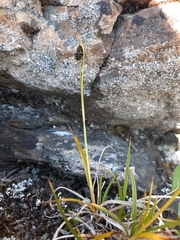 Carex atrata