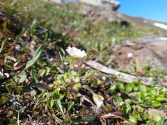Cerastium nigrescens
