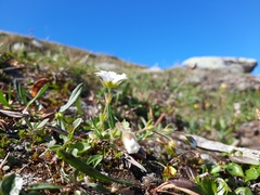 Cerastium nigrescens
