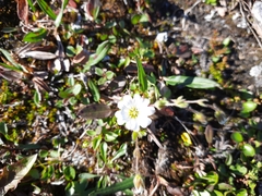 Cerastium nigrescens