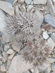 Lignocarpa