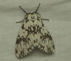 Lymantria fuliginosa