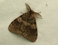 Lymantria incerta