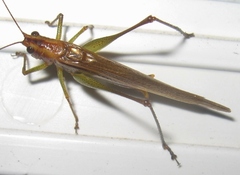 Conocephalus attenuatus
