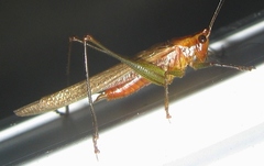 Conocephalus attenuatus