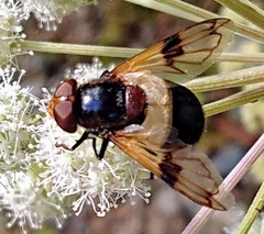 Volucella