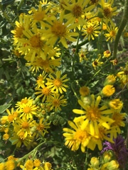 Jacobaea grandidentata