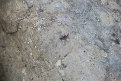 Podismopsis poppiusi