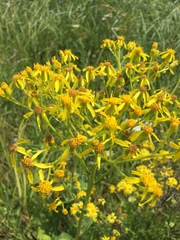 Jacobaea grandidentata