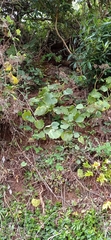 Pericallis malvifolia