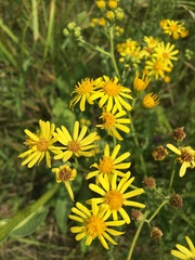 Jacobaea grandidentata