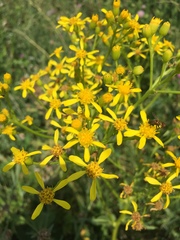 Jacobaea grandidentata