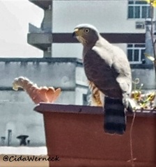 Rupornis magnirostris