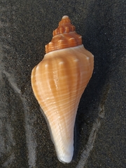 Brunneifusus ternatanus