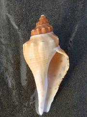 Brunneifusus ternatanus
