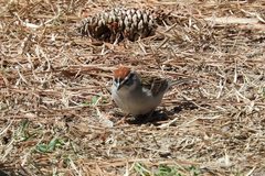 Spizella passerina passerina