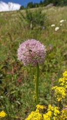 Allium nutans