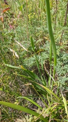 Allium nutans