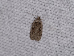 Agonopterix ocellana