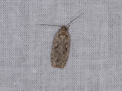 Agonopterix ocellana