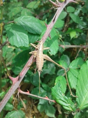 Antaxius spinibrachius